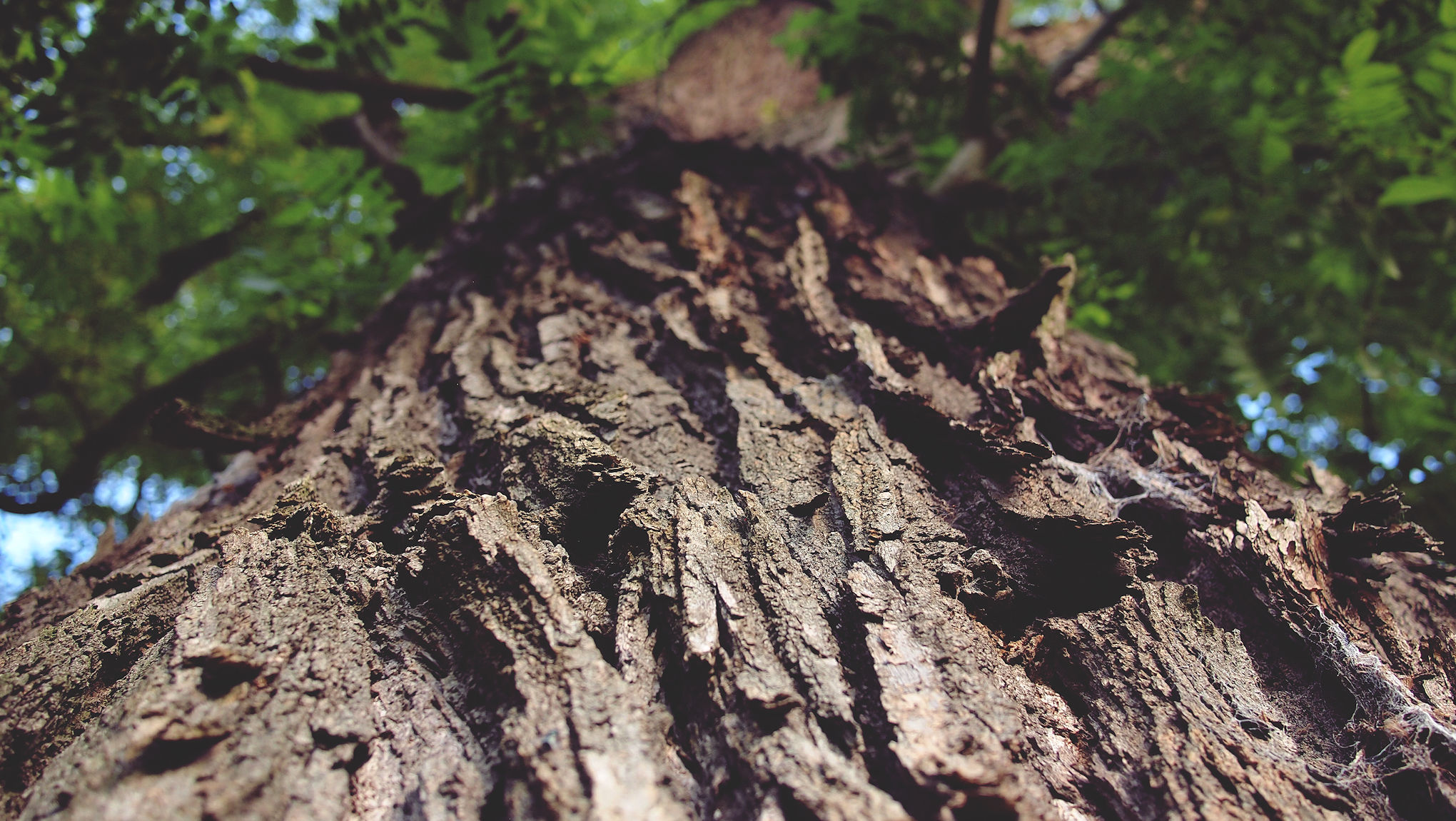 rbtreeshome.jpg