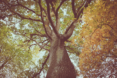 treeservices1.jpg